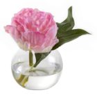 Pink Peony in Bubble